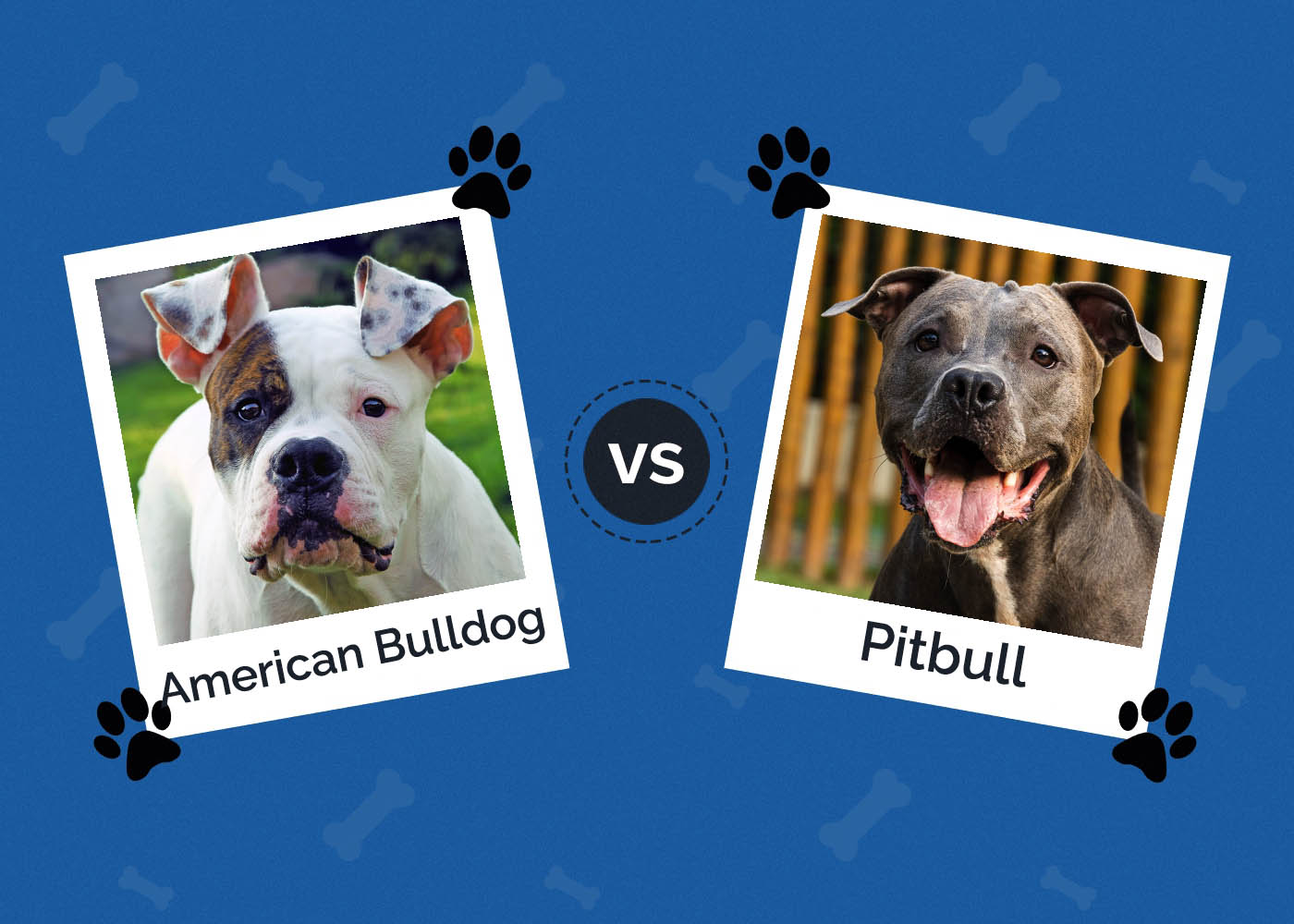 Pitbull vs American Bulldog: What’s the Difference?