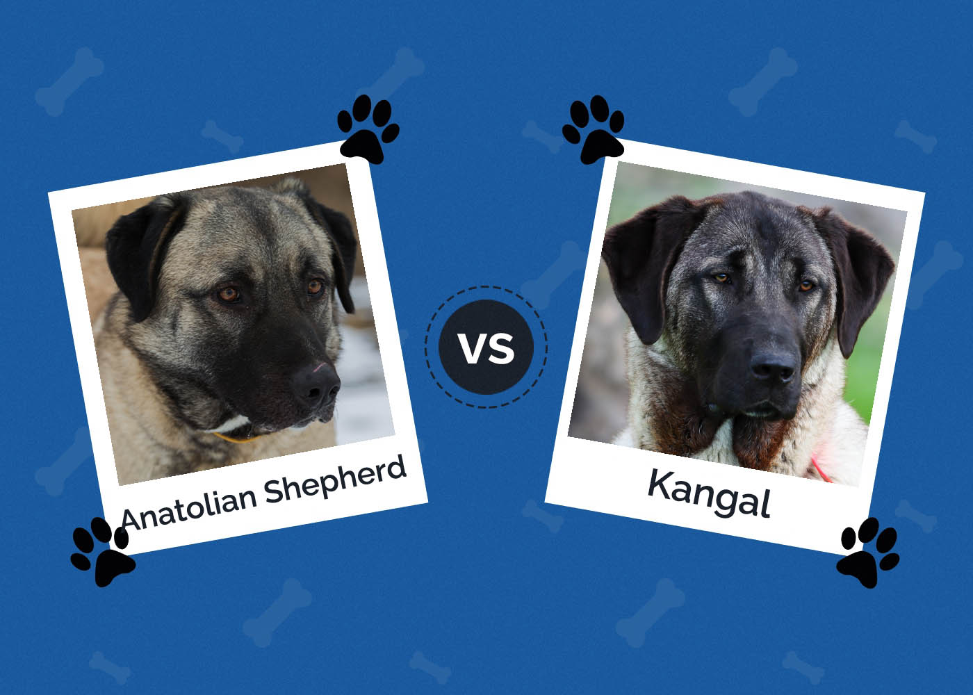 Anatolian Shepherd vs Kangal: Which Dog to Choose?