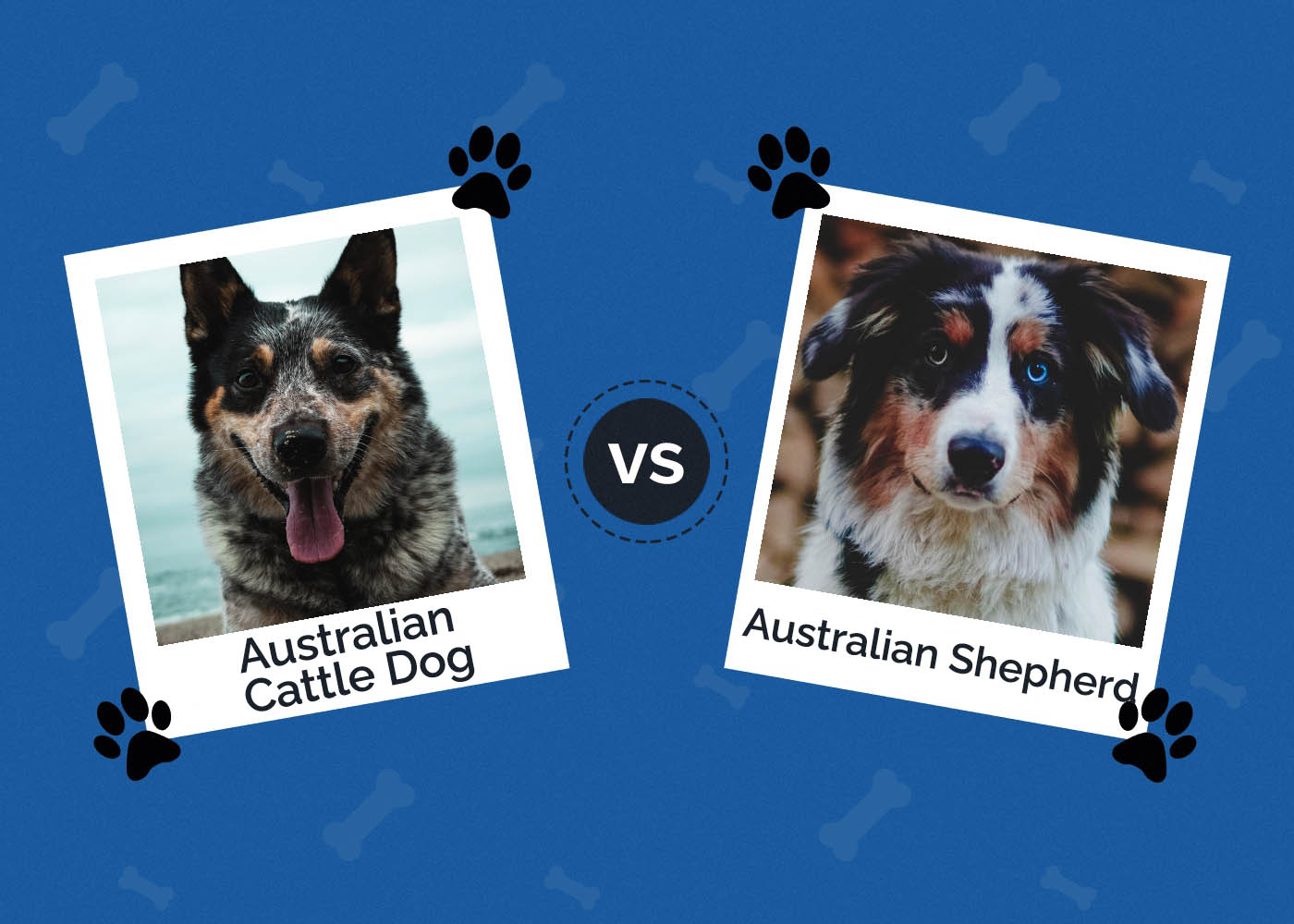Australian Cattle Dog vs Australian Shepherd: What’s the Difference?
