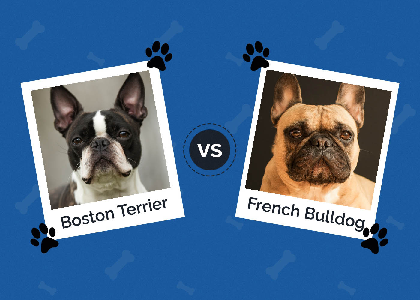 Boston Terrier vs. French Bulldog: What's the Difference?