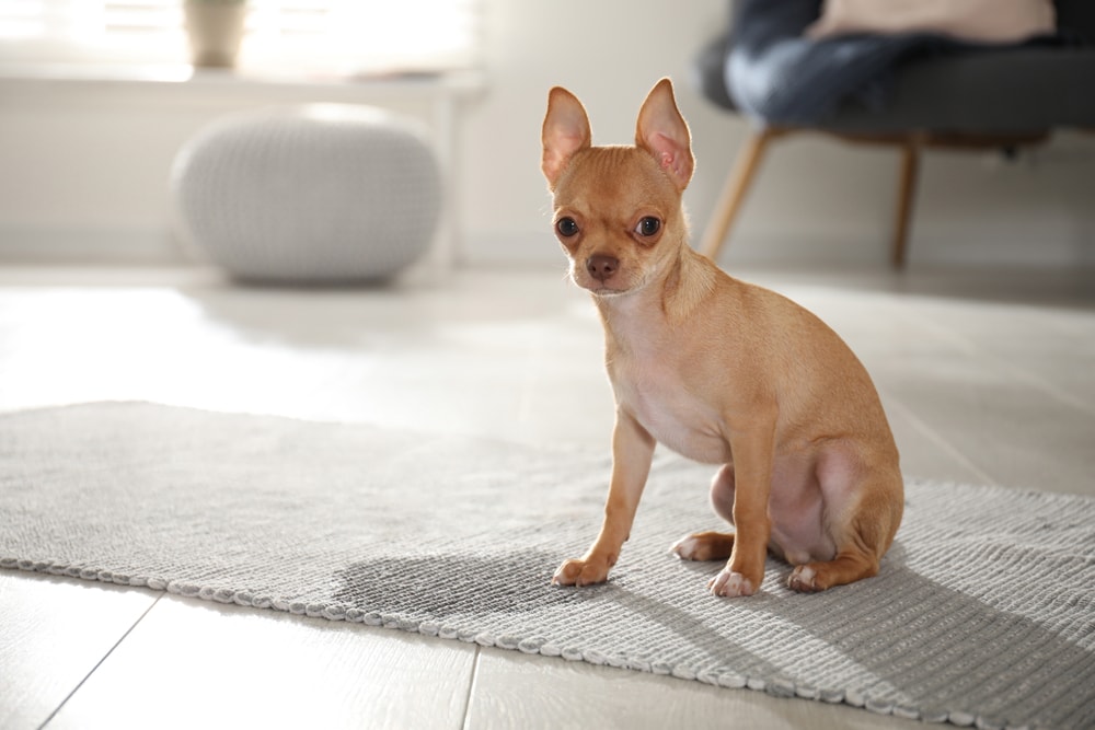9 Best Carpet Cleaners for Dog Urine - 2026 Reviews & Top Picks