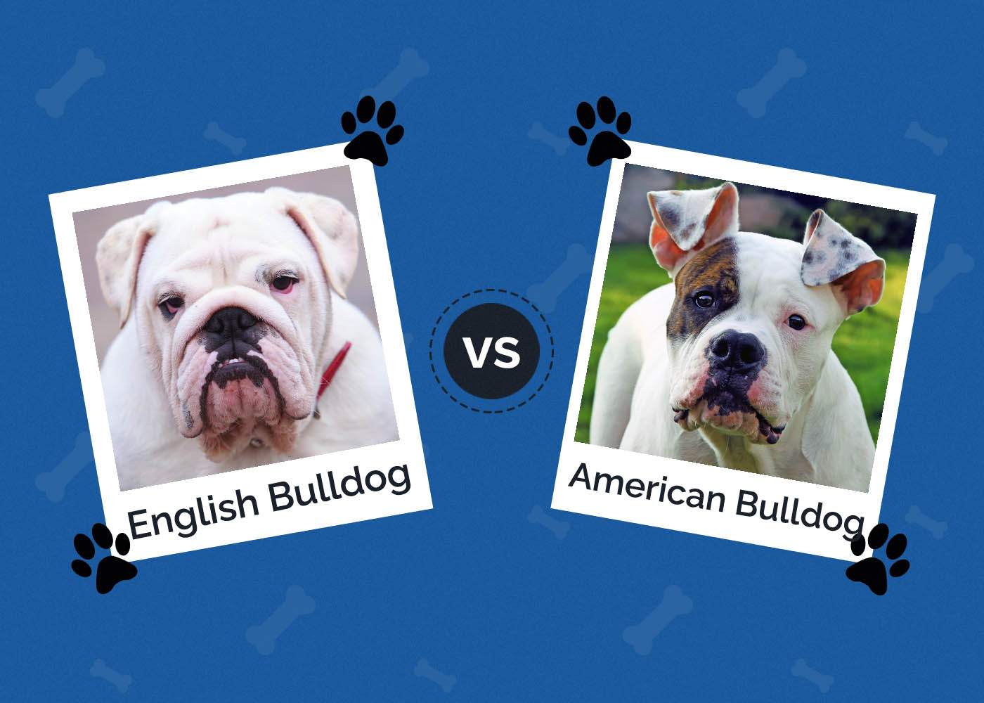 English Bulldog vs American Bulldog: The Differences (With Pictures)