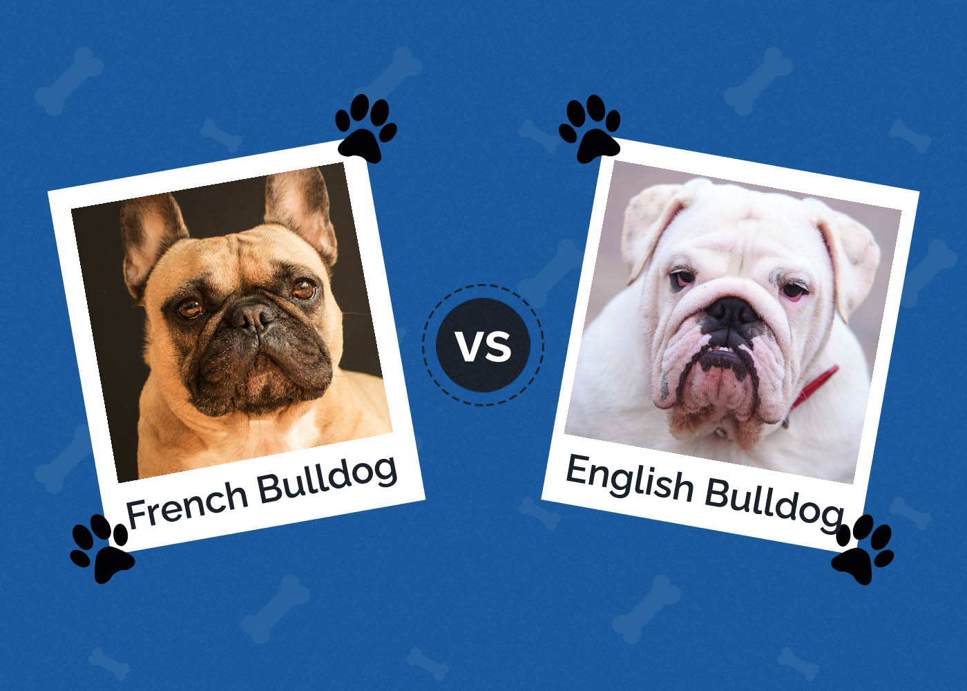 French Bulldog vs English Bulldog: The Differences (With Pictures)