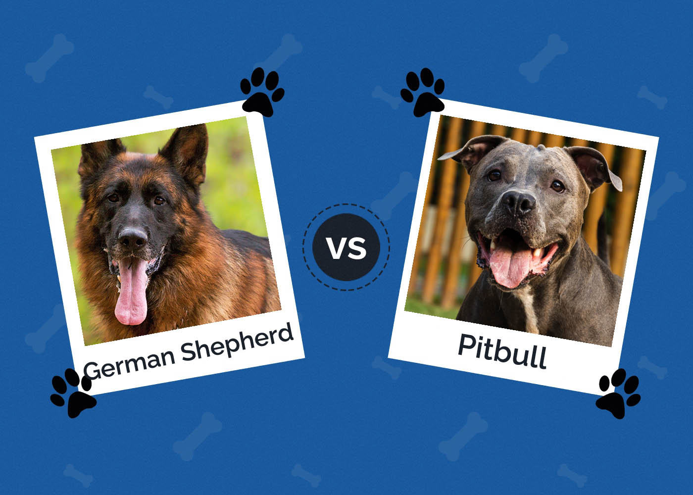 German Shepherd vs. Pitbull: The Differences (With Pictures)