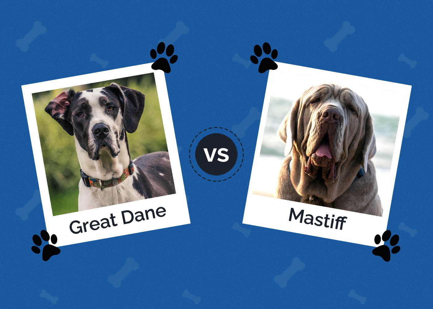Great Dane vs Mastiff: What's the Difference? (With Pictures)