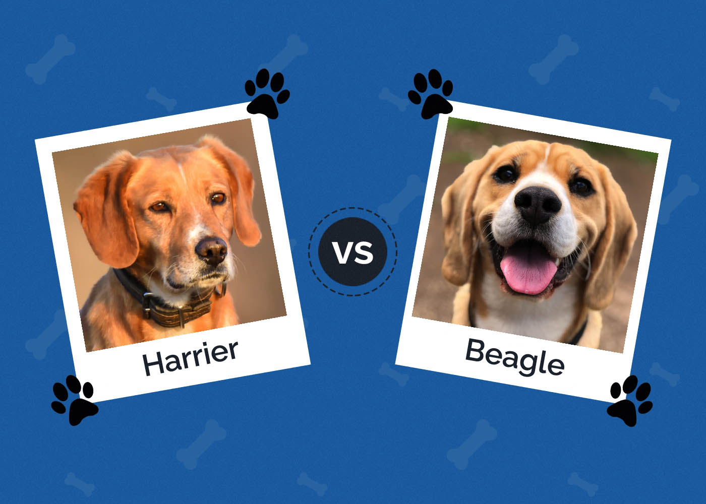 Harrier vs Beagle: Which Dog to Choose? (With Info & Pictures)