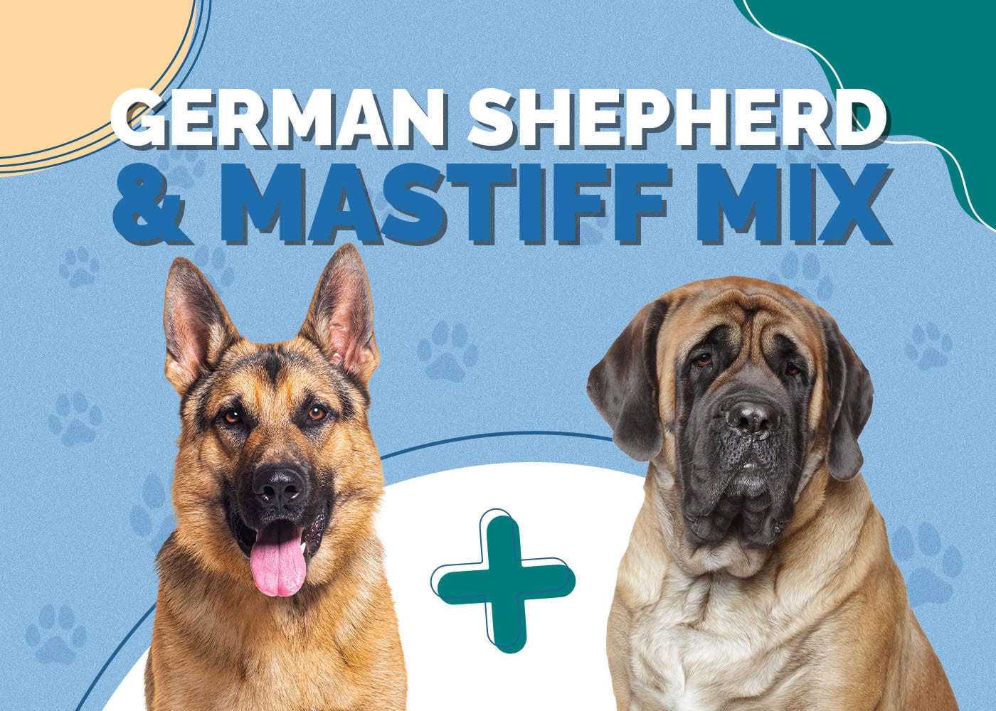 German Shepherd & Mastiff Mix: Info, Pictures, Care & More