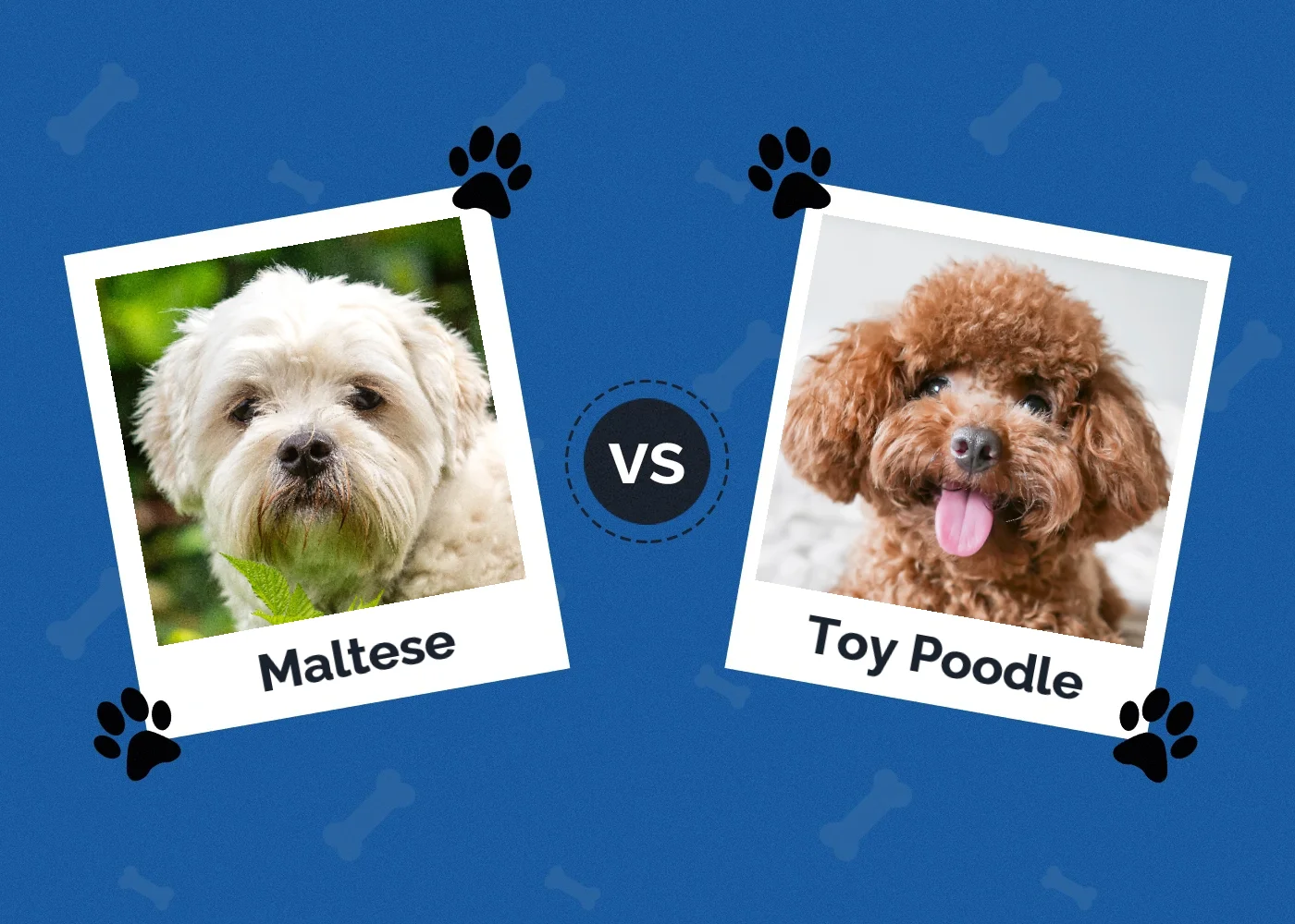 Maltese vs Poodle: Which Dog to Choose? (With Info & Pictures)