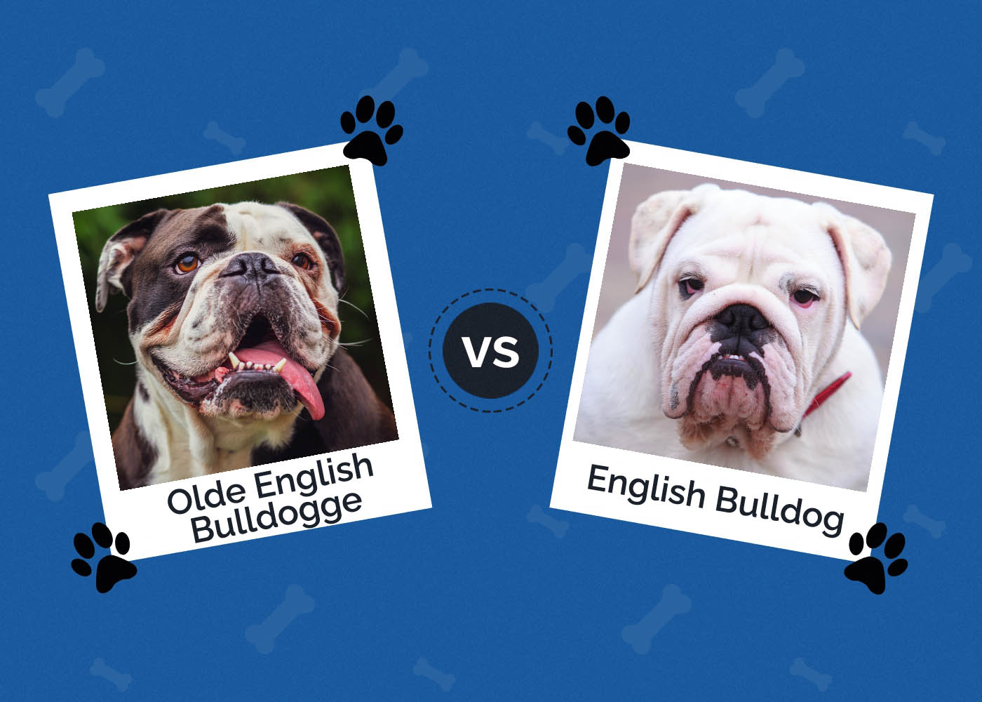 Olde English Bulldogge vs English Bulldog: The Differences (With Pictures)