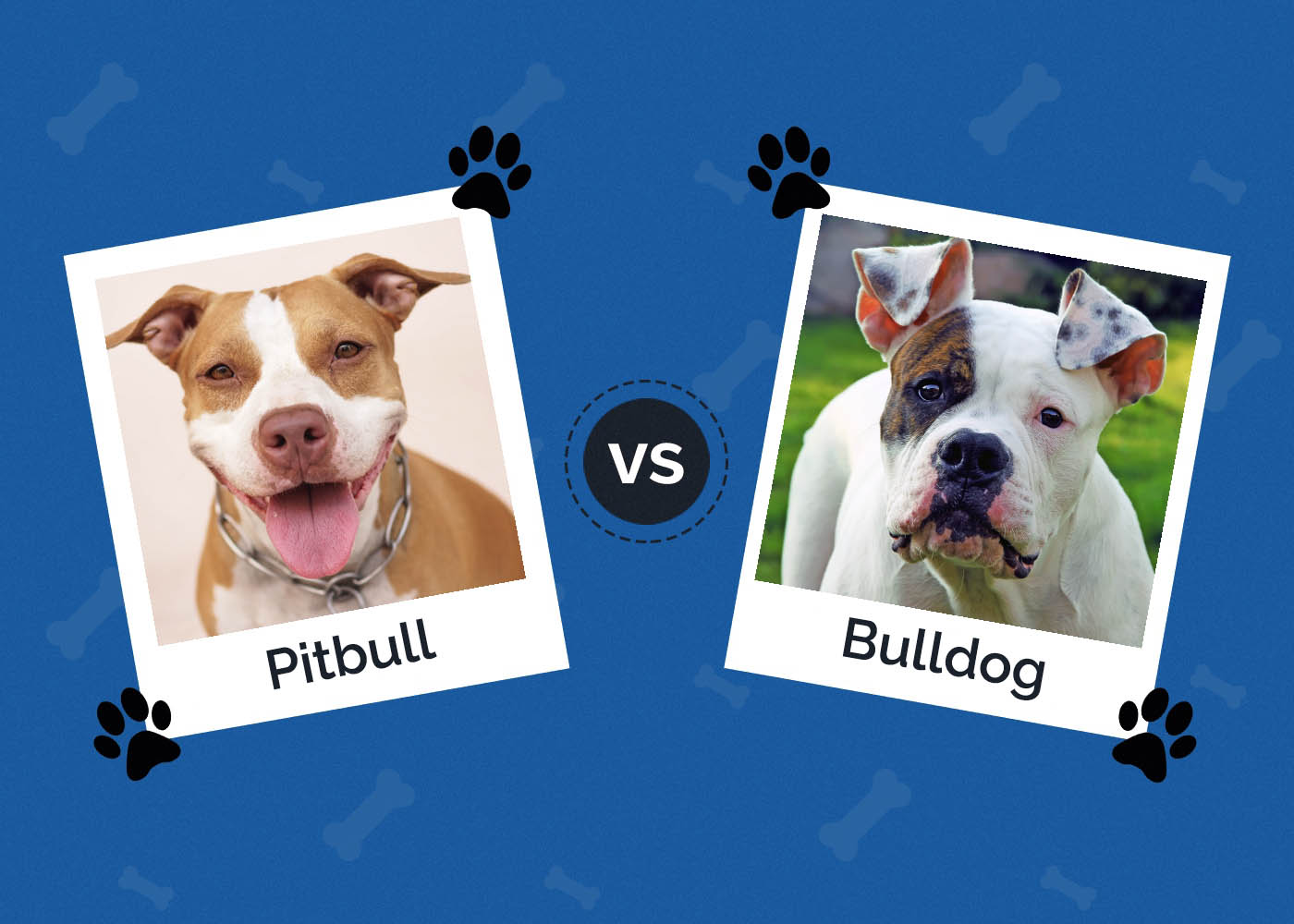 Pitbull vs. Bulldog: What Are the Differences?