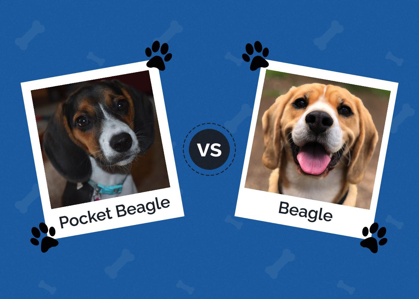 Pocket Beagle vs Beagle: What’s the Difference? (With Pictures)