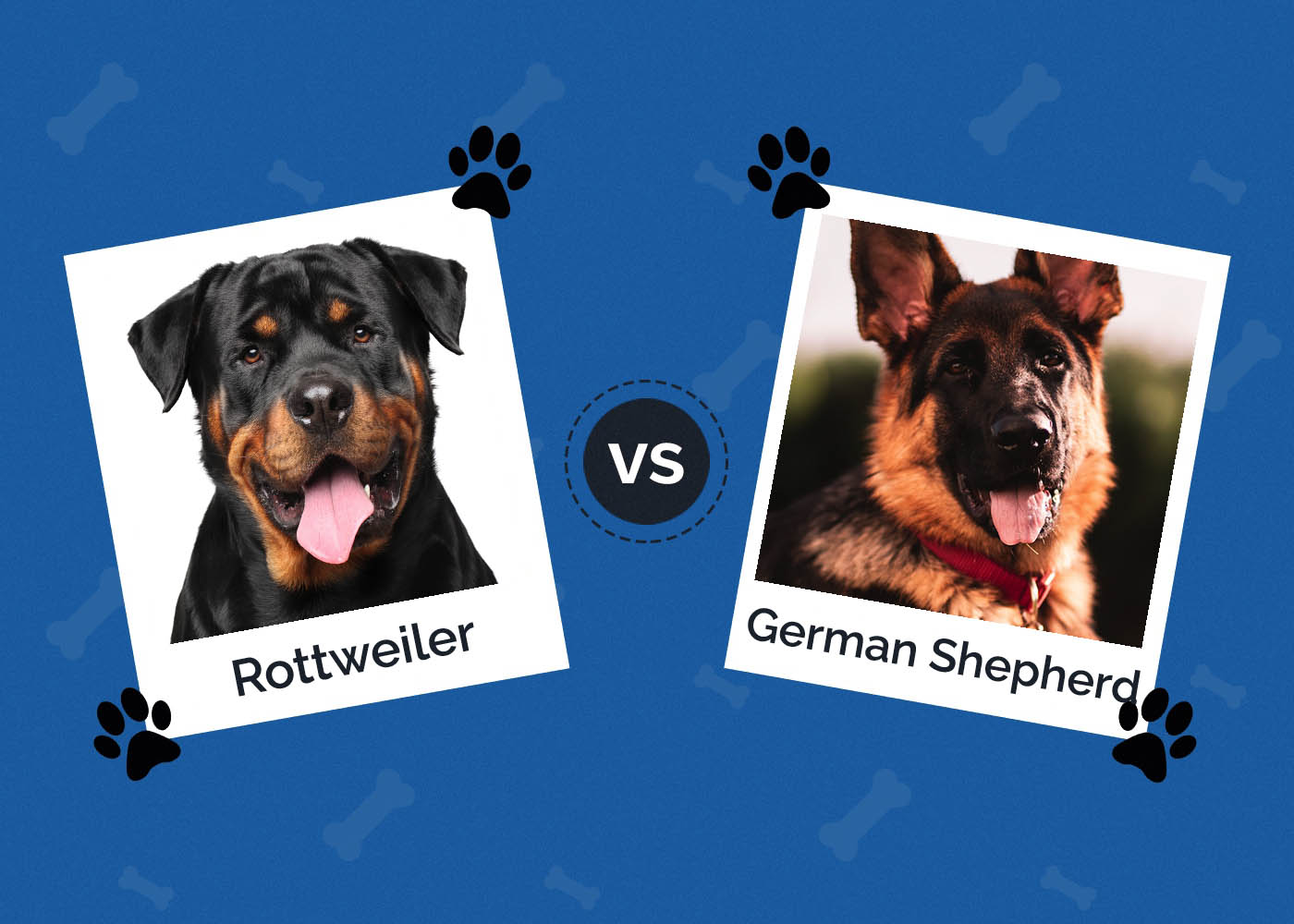 Rottweiler vs German Shepherd: Which Dog to Choose?