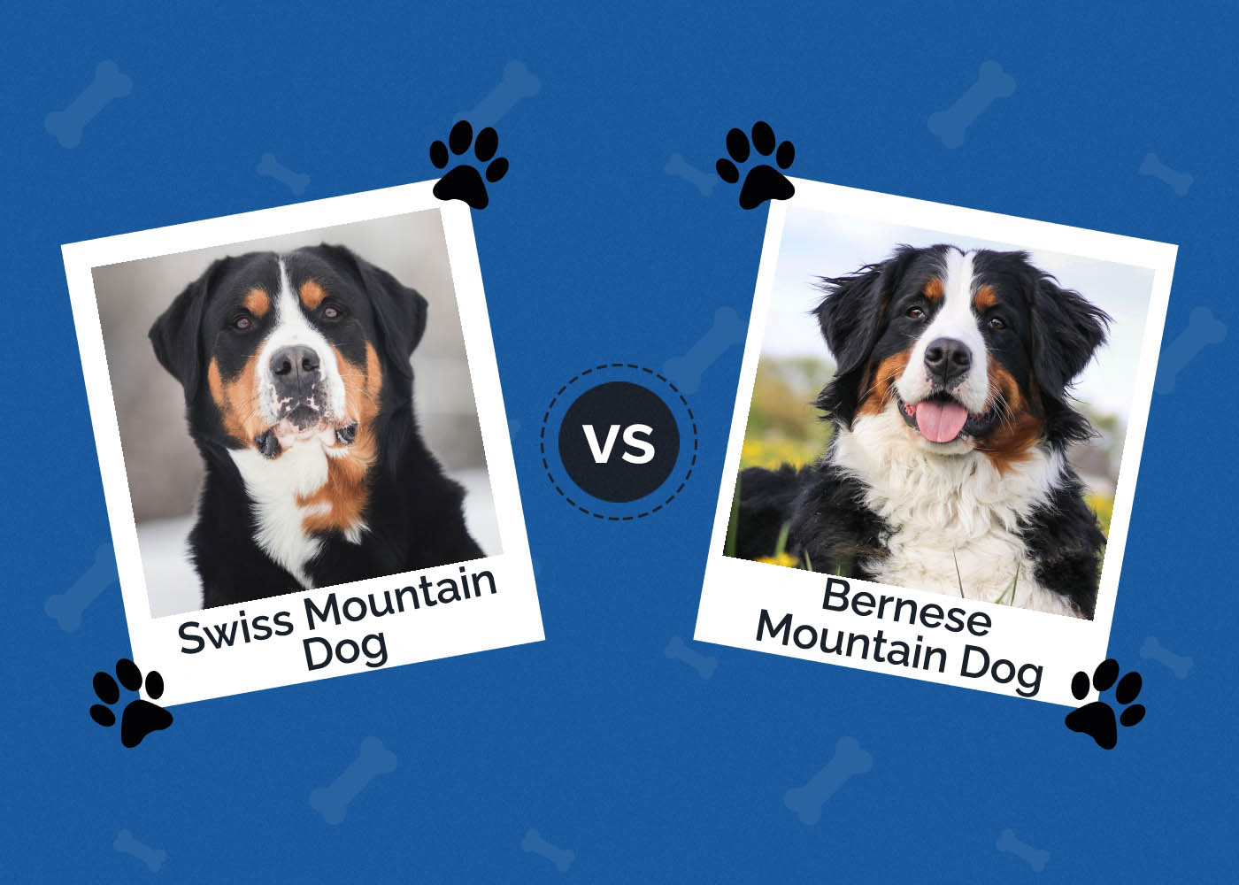 Swiss Mountain Dog vs Bernese Mountain Dog: What’s the Difference?