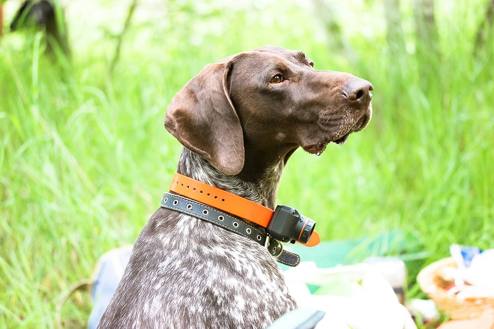 5 Best Shock Collars for Hunting Dogs in 2026 - Reviews & Comparisons