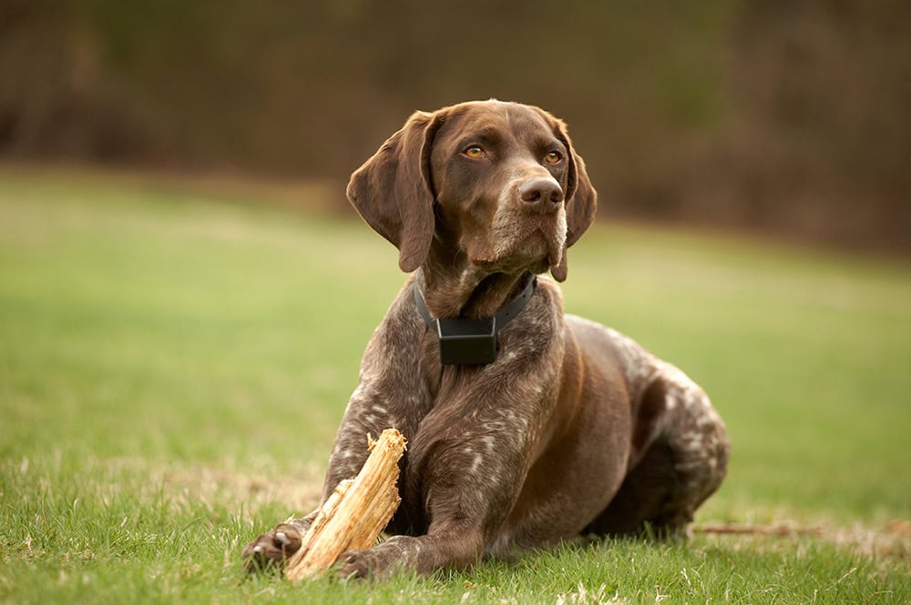 8 Best Invisible Dog Fences - 2026 Reviews & Top Picks