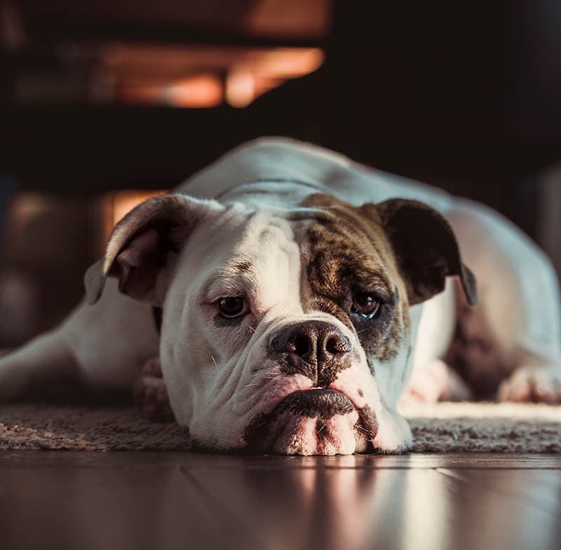 victorian bulldog waiting