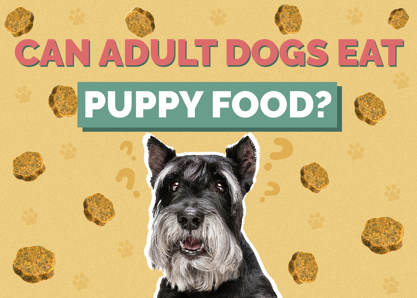 Can Adult Dogs Eat Puppy Food? What to Know!