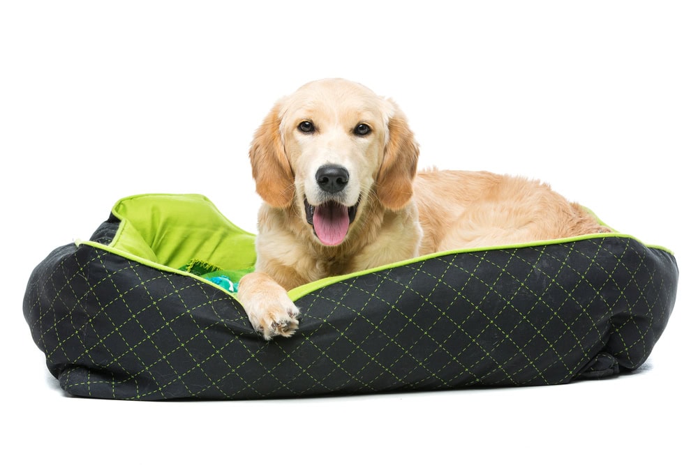 7 Best Dog Beds for Golden Retrievers in 2026 - Reviews & Top Picks