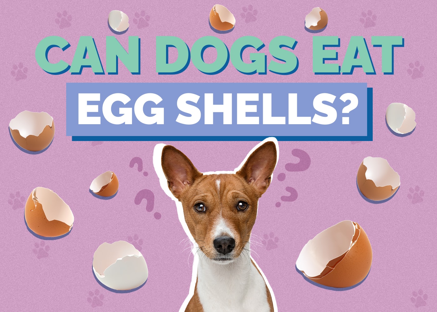 Can Dogs Eat Eggshells? Vet-Reviewed Nutrition Facts & Safety Guide