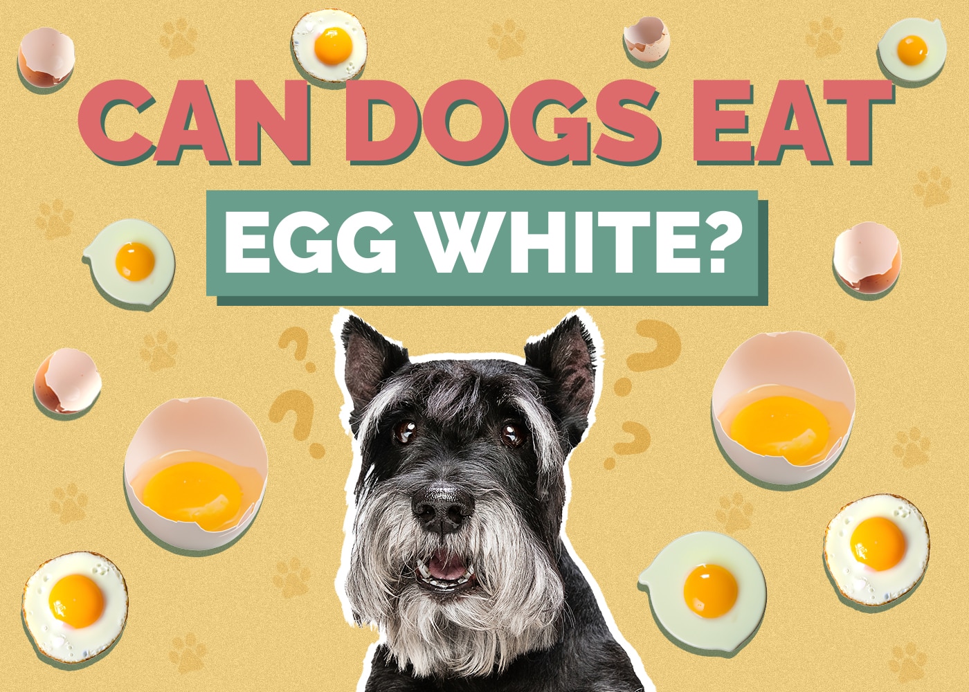 Can Dogs Eat Egg Whites? Our Vet Answers!