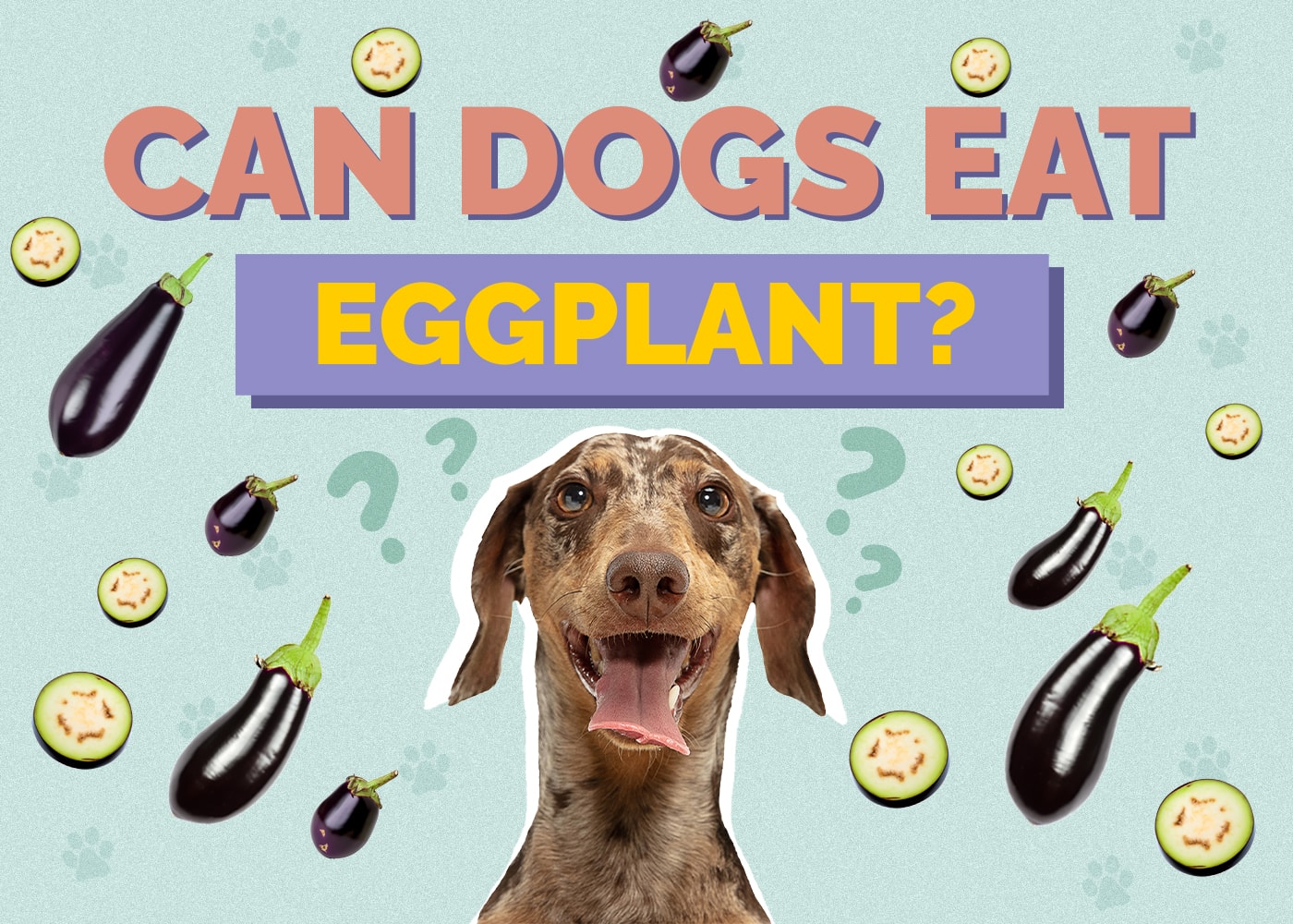 Can Dogs Eat Eggplant? Vet-Reviewed Facts & Safety Guide