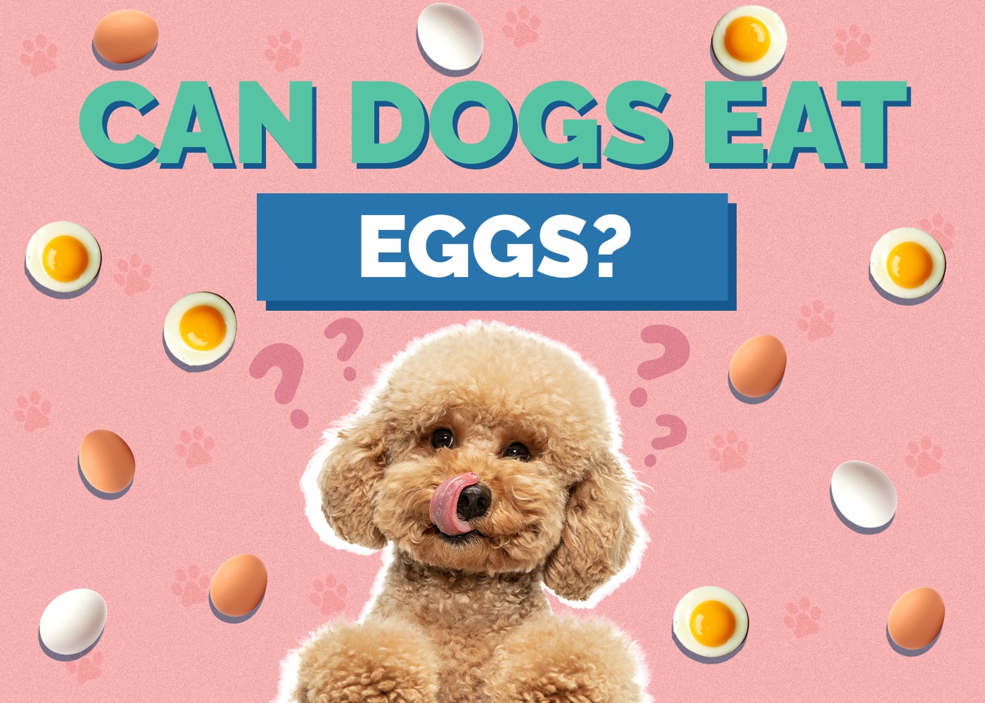 Can Dogs Eat Eggs? Are Eggs Safe for Dogs? Vet-Reviewed Facts & FAQ