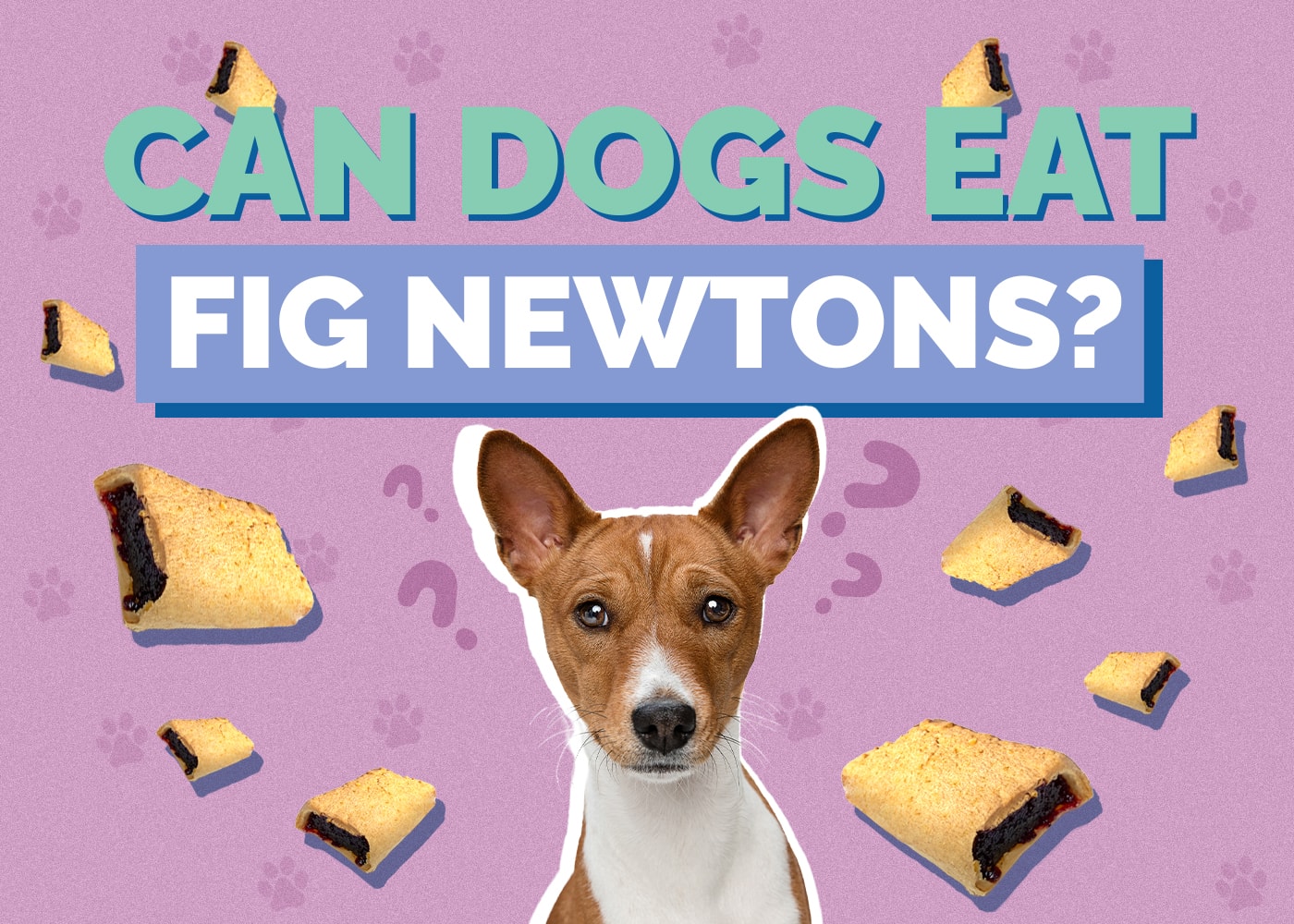 Can Dogs Eat Fig Newtons? Health & Safety Facts