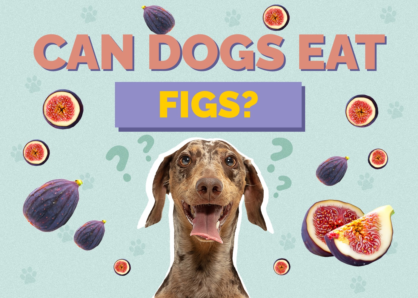 Can Dogs Eat Figs? Vet Approved Nutrition Facts & Safety Guide