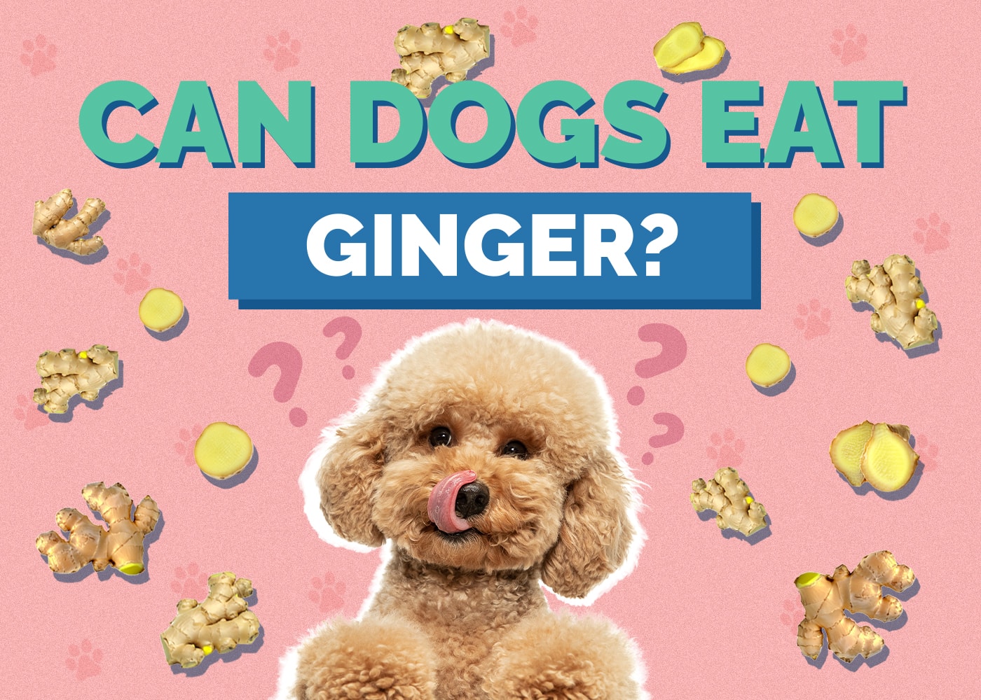 Can Dogs Eat Ginger? Vet-Reviewed Potential Benefits & Contraindications