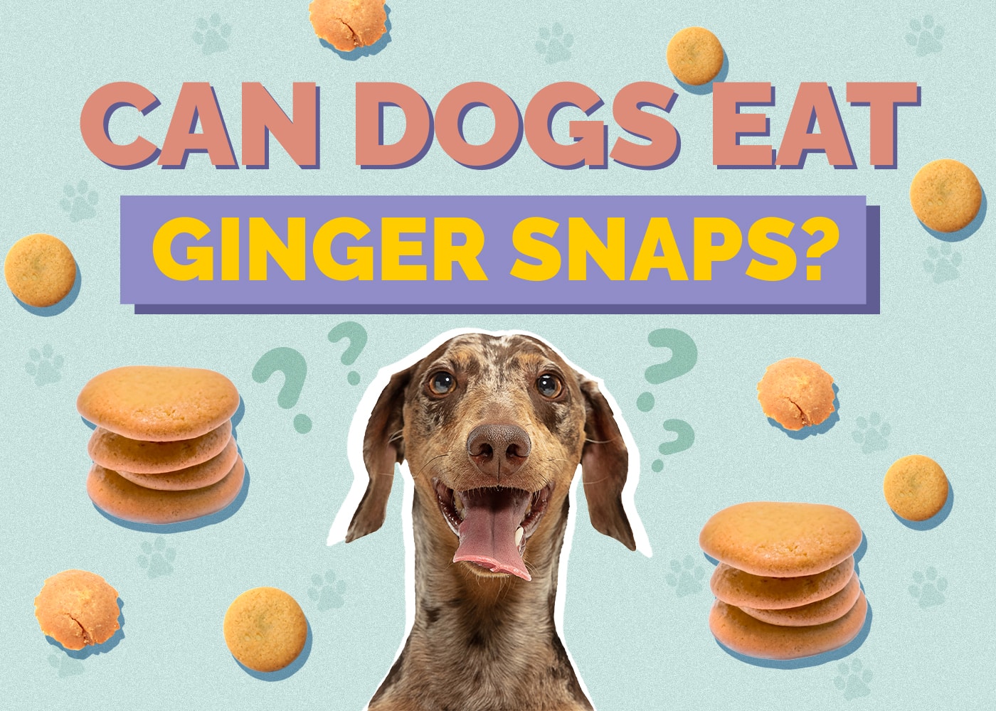Can Dogs Eat Ginger Snaps? Vet-Reviewed Benefits & Risks