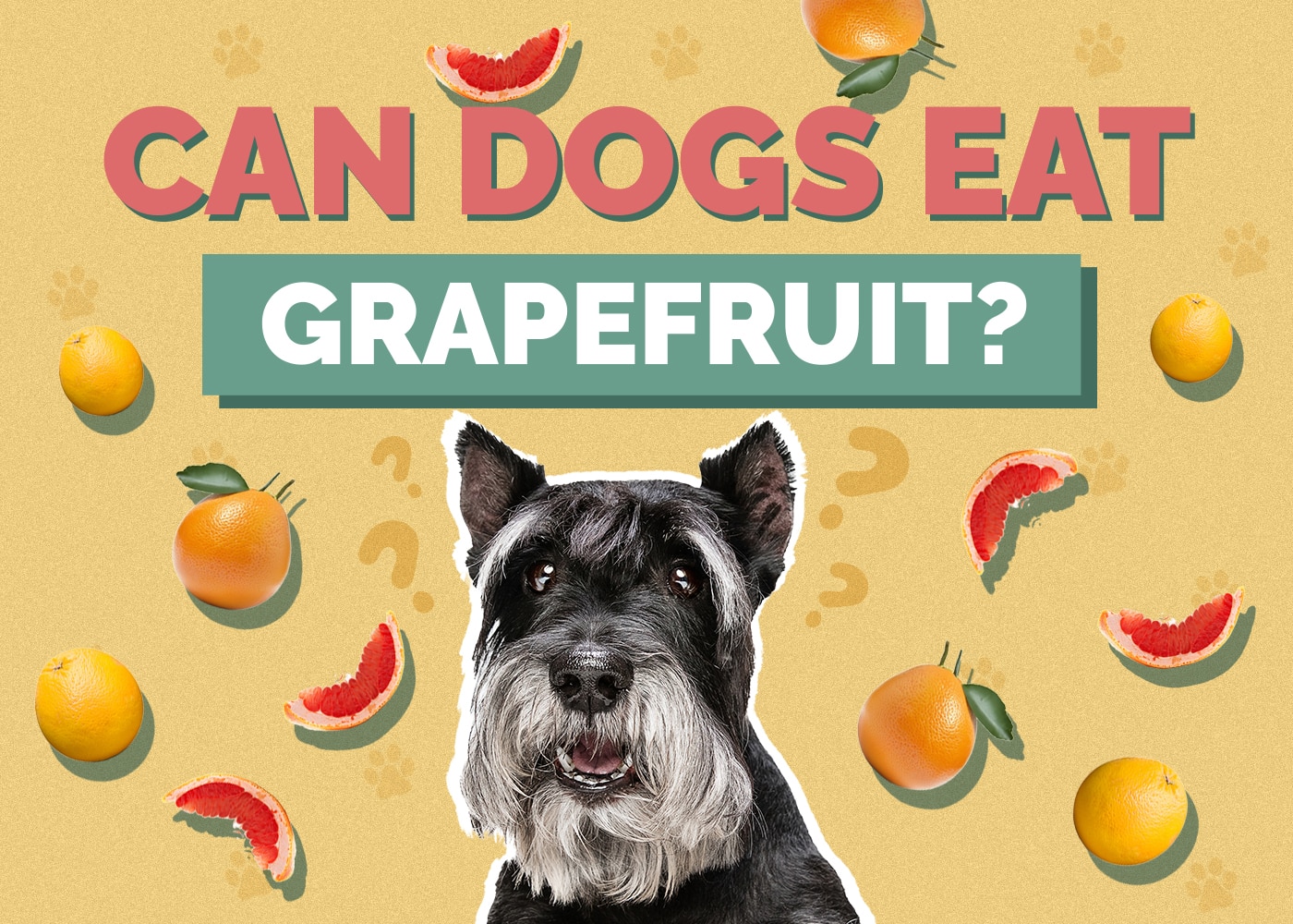 Can Dogs Eat Grapefruit? Vet-Reviewed Facts & Safety Guide