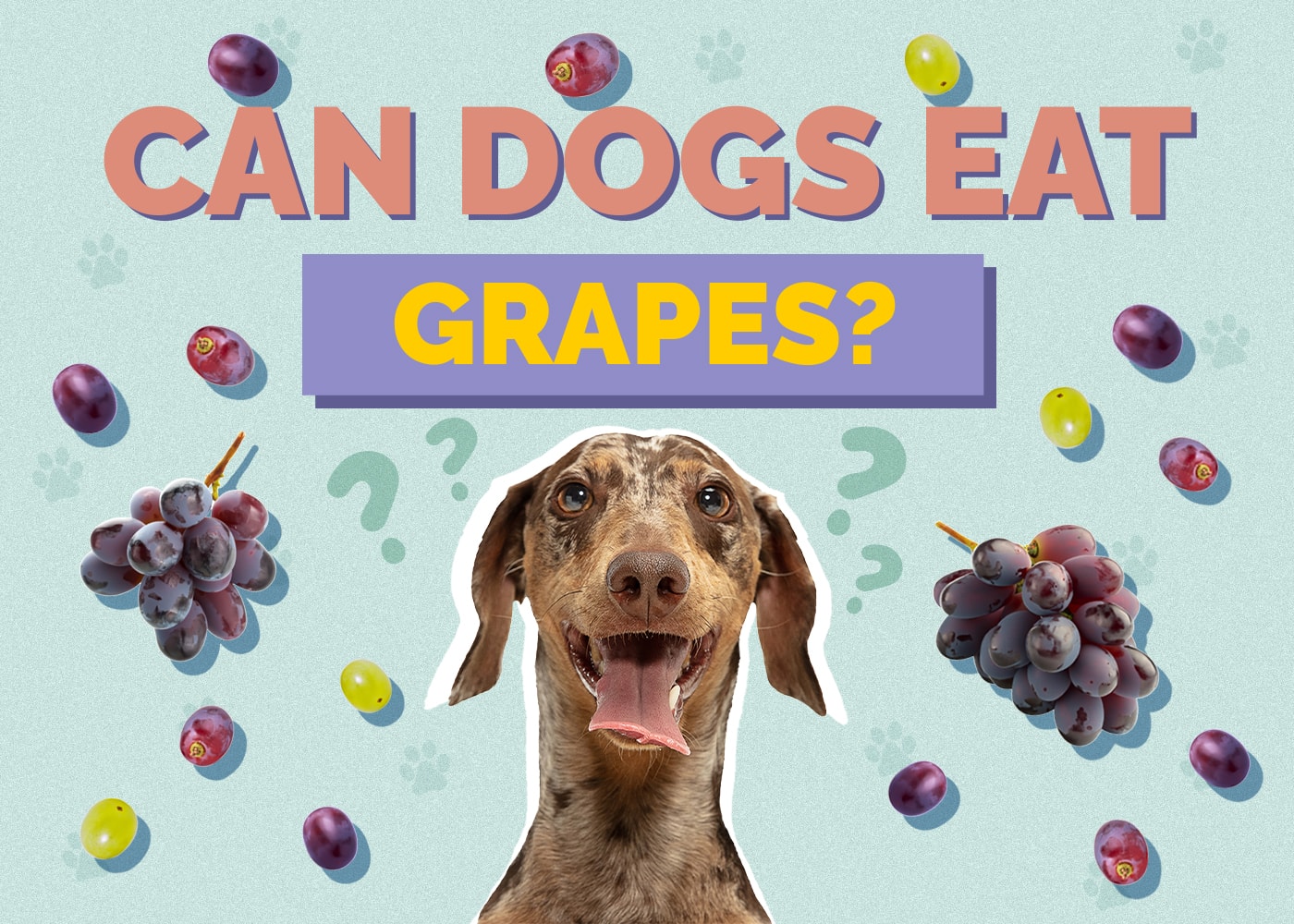 Can Dogs Eat Grapes? Vet-Reviewed Facts & FAQ
