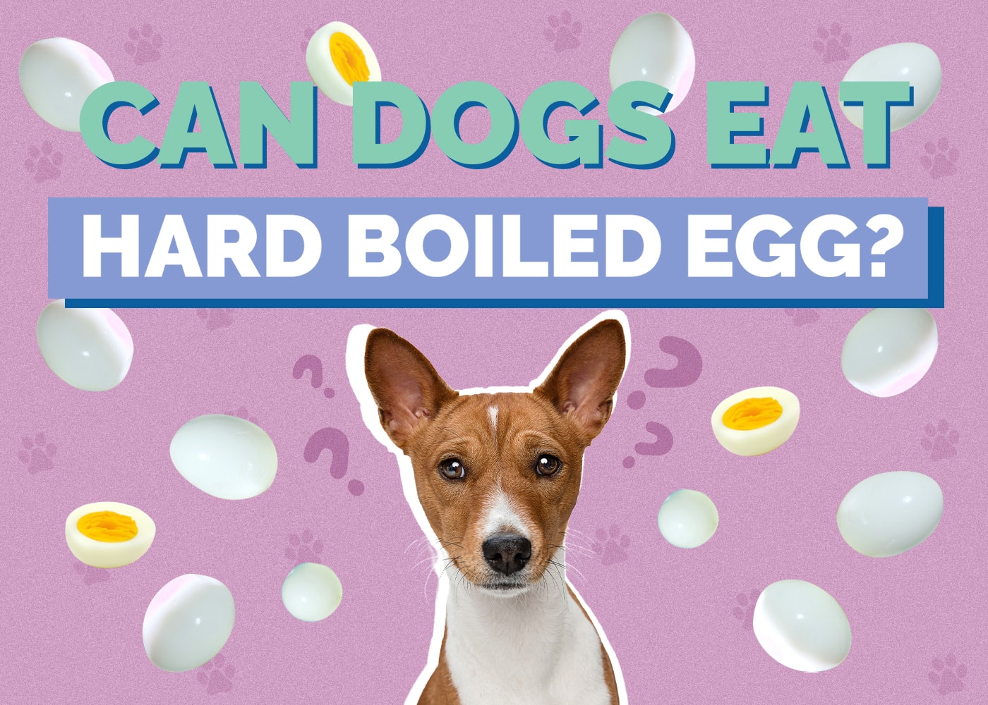 Can Dogs Eat Hard Boiled Eggs? Vet-Reviewed Nutrition Facts & Safety Guide