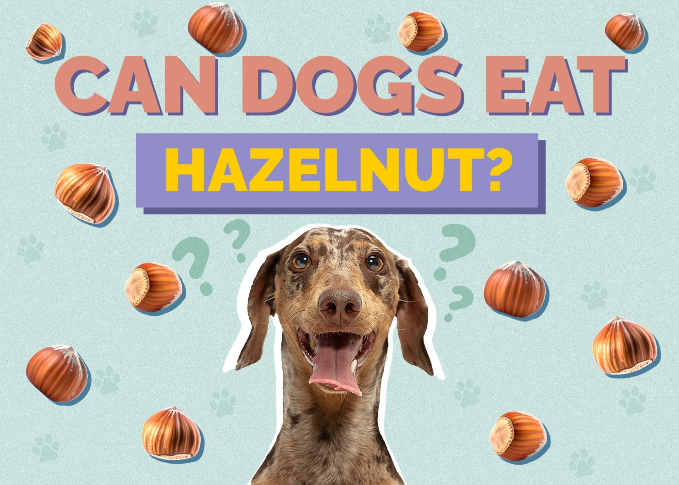 Can Dogs Eat Hazelnuts? Are Hazelnuts Safe for Dogs?