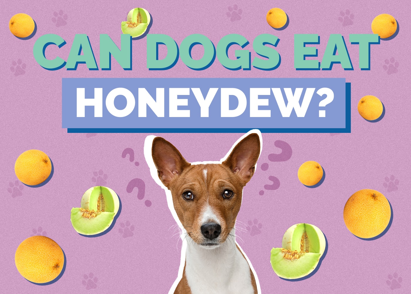 Can Dogs Eat Honeydew? Vet-Reviewed Facts & Safety Guide