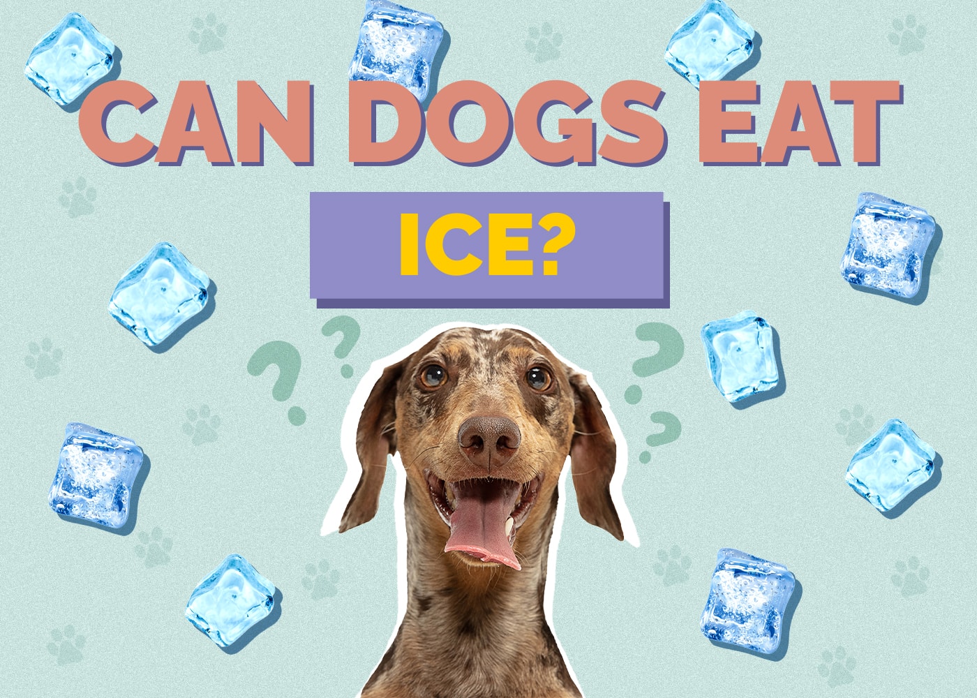 Can Dogs Eat Ice? Is Ice Safe for Dogs? Vet-Reviewed Info