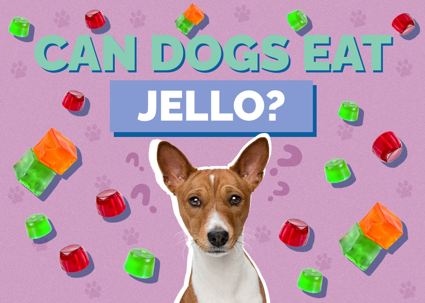 Can Dogs Eat Jello? Is Jello Safe for Dogs?