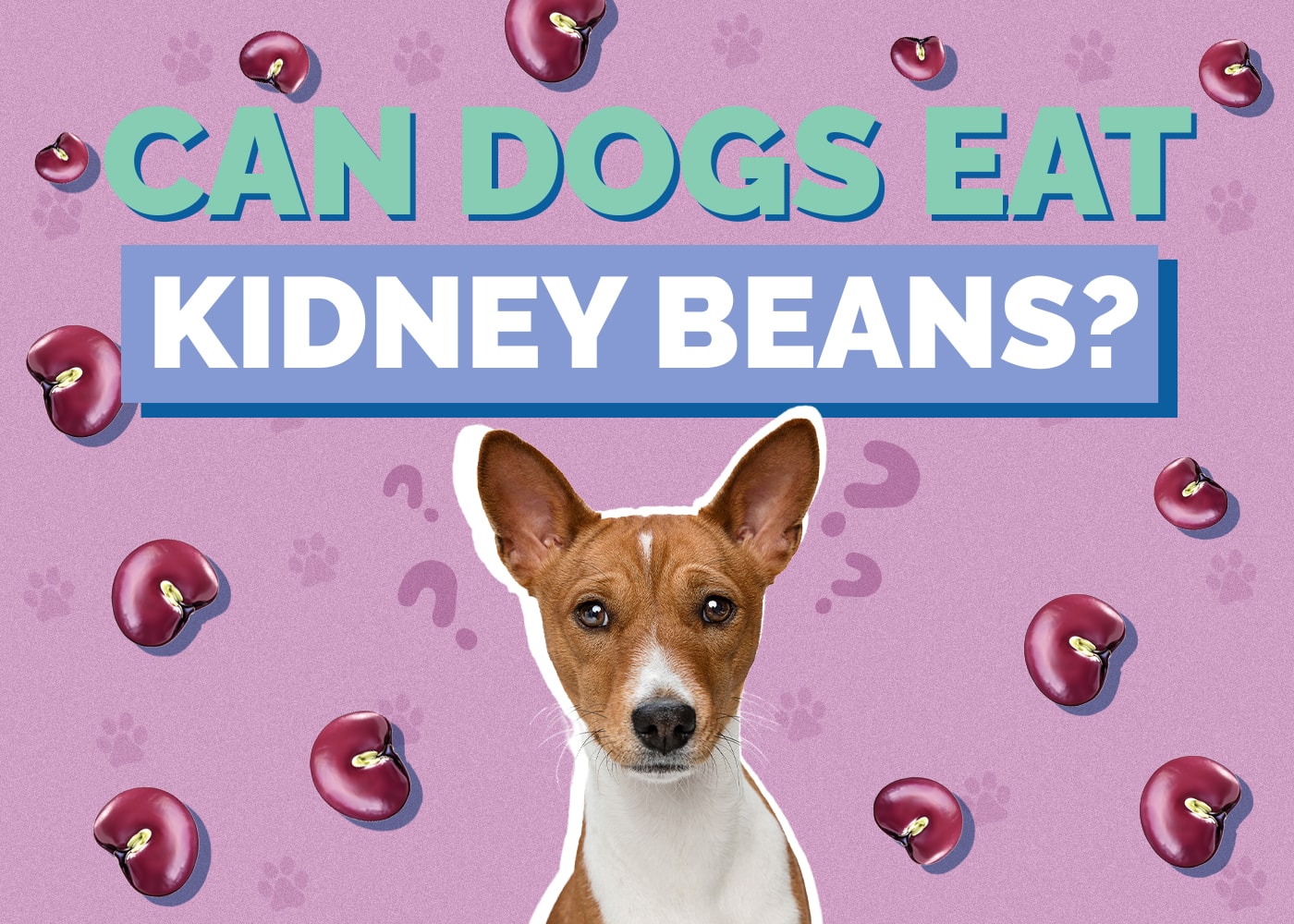 Can Dogs Eat Kidney Beans? Vet-Reviewed Nutrition Facts & Safety Guide