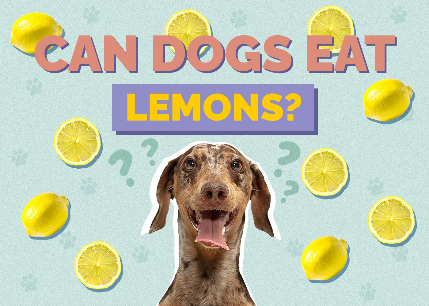 Can Dogs Eat Lemons? Vet Approved Safety Facts & FAQ