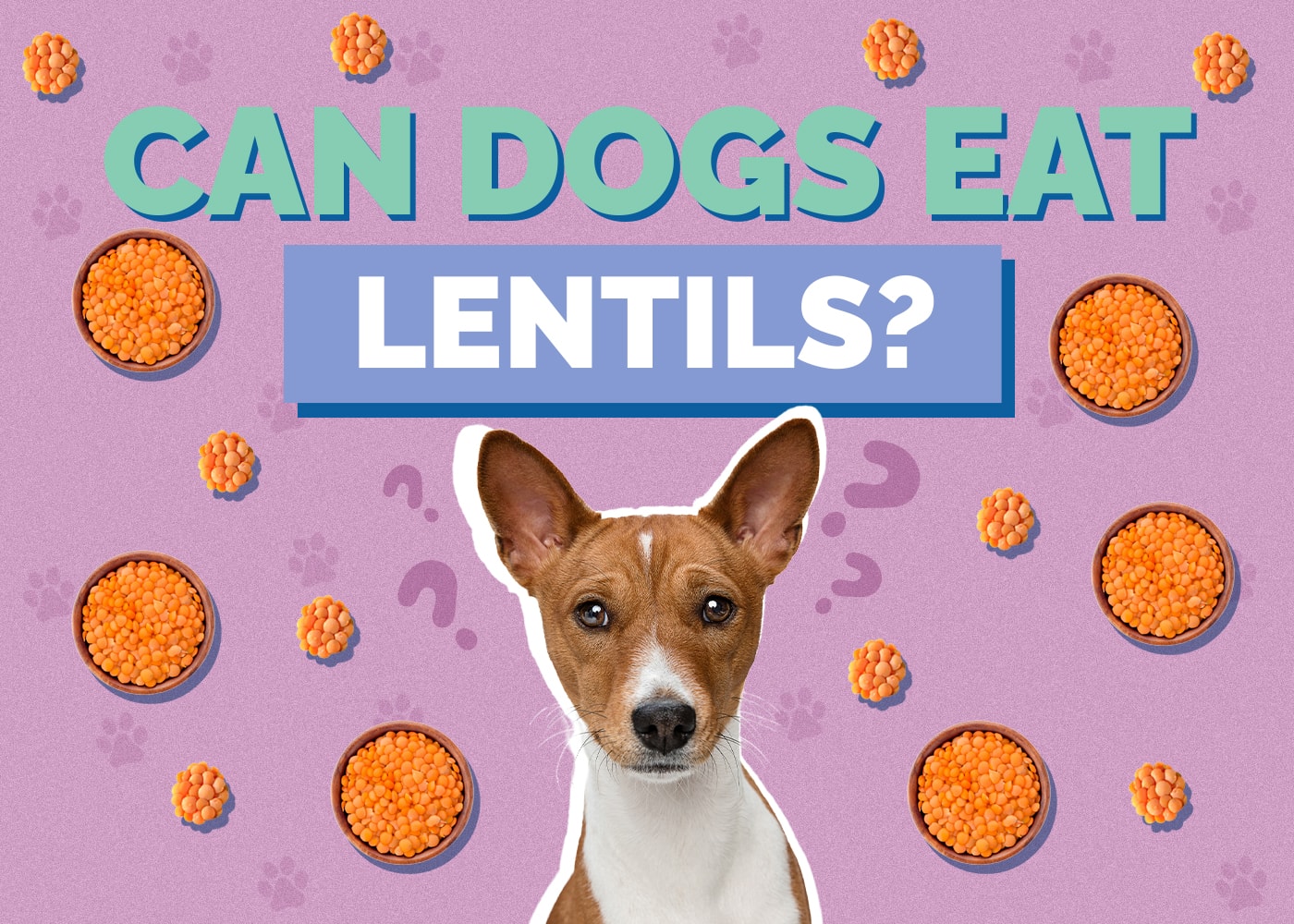 Can Dogs Eat Lentils? Vet Approved Nutrition Facts & Safety Guide