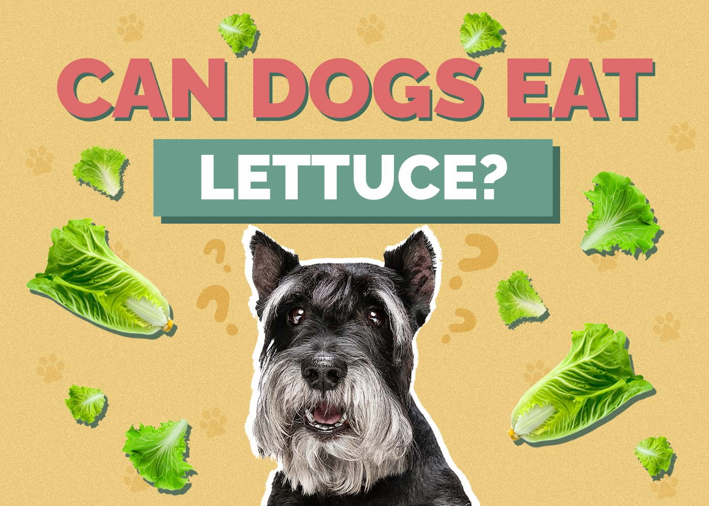 Can Dogs Eat Lettuce? Is Lettuce Safe For Dogs?