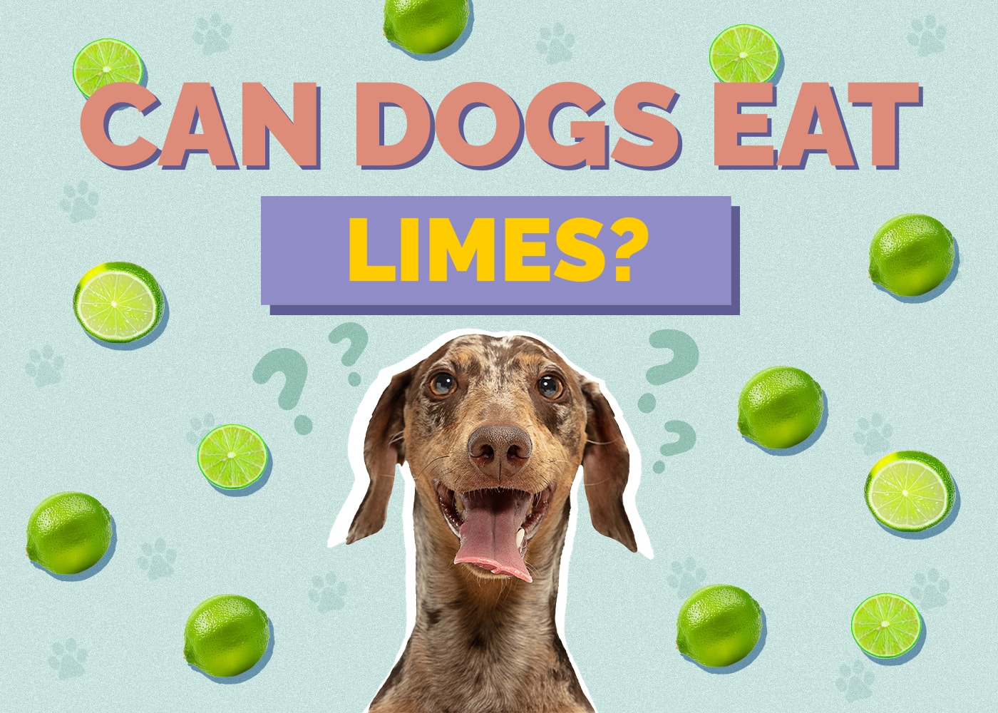 Can Dogs Eat Limes? Health & Safety Facts