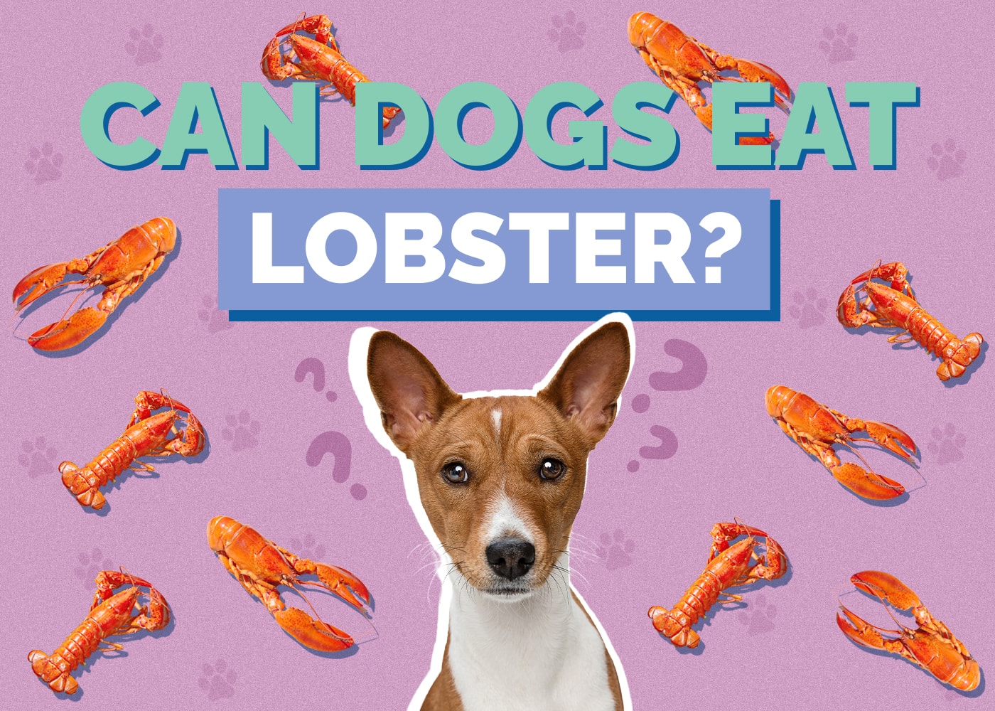 Can Dogs Eat Lobster? Vet-Reviewed Facts & FAQ