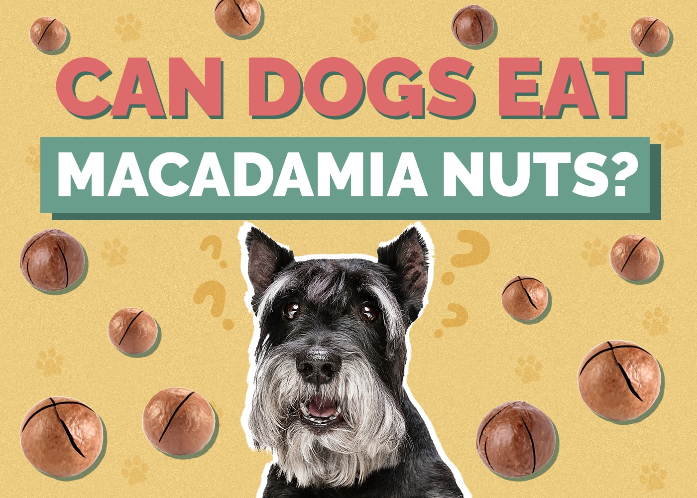 Can Dogs Eat Macadamia Nuts? Vet-Reviewed Risks & Safety Guide