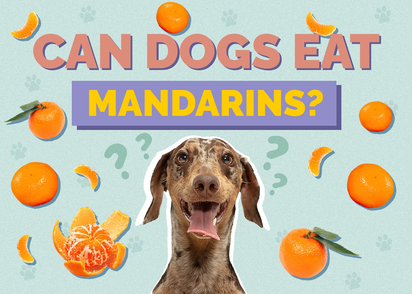 Can Dogs Eat Mandarins? Nutrition Facts & Safety Guide