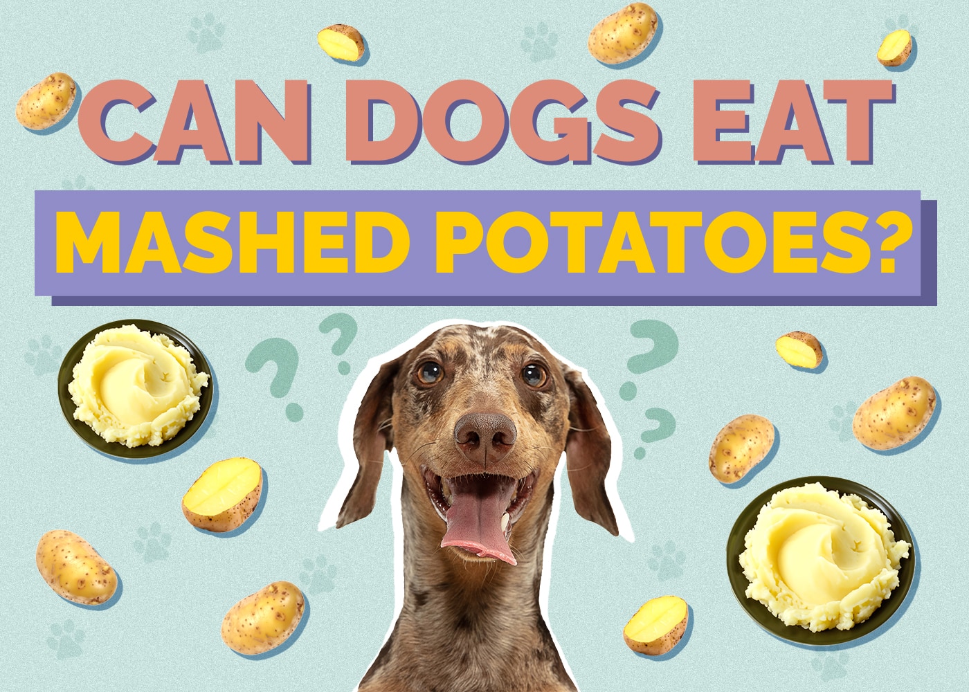 Can Dogs Eat Mashed Potatoes? Vet-Reviewed Facts & Considerations