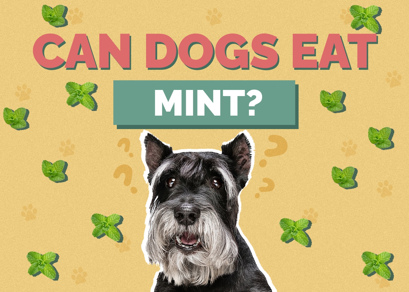 Can Dogs Eat Mint? Is Mint Safe for Dogs?
