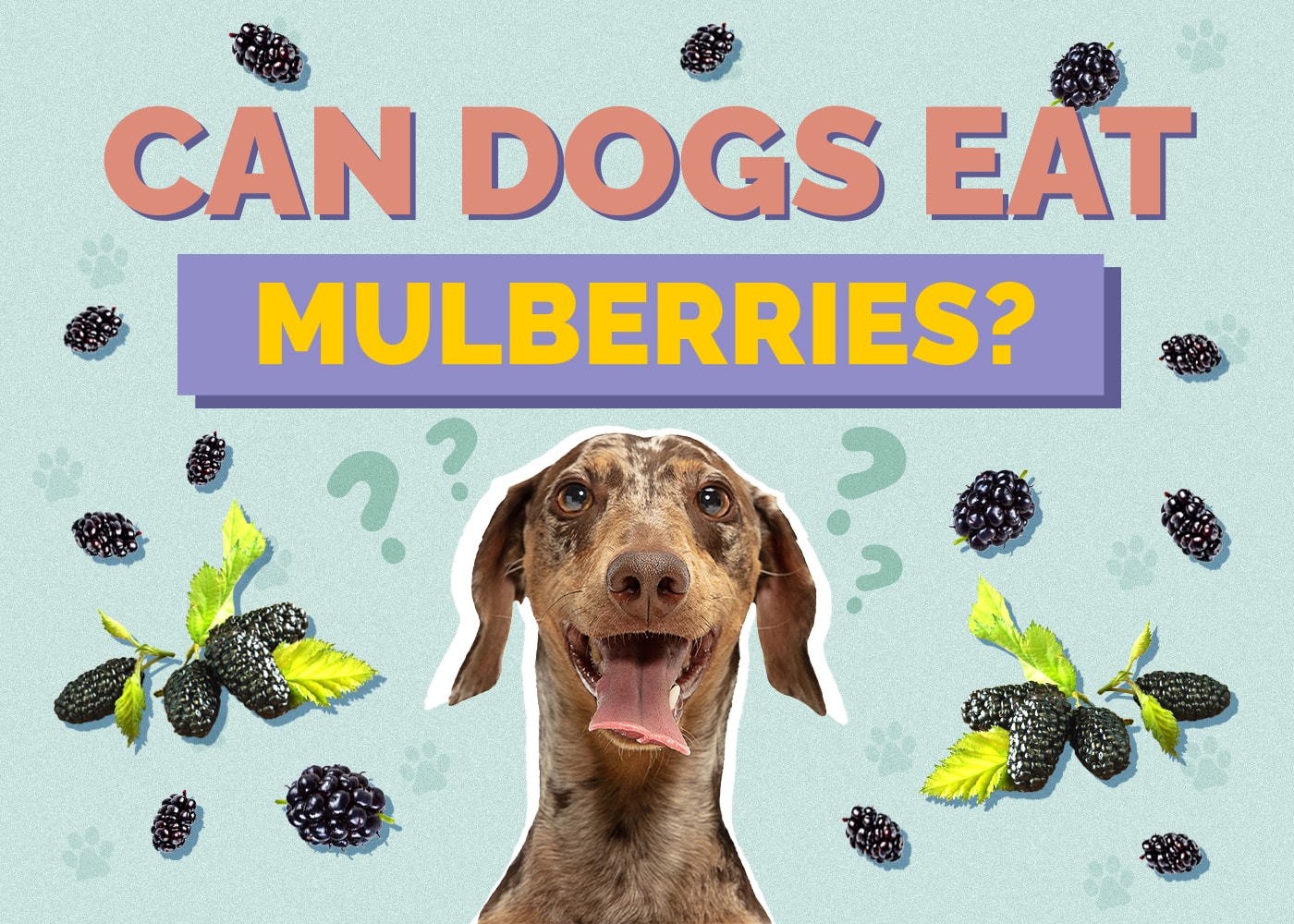 Can Dogs Eat Mulberries? Vet-Reviewed Health Benefits & FAQs