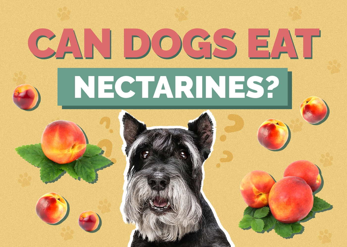 Can Dogs Eat Nectarines? Vet-Verified Nutrition & Safety Facts