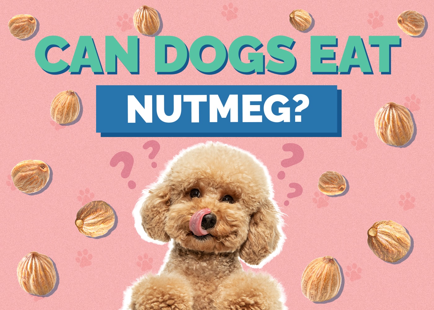 Can Dogs Eat Nutmeg? Vet Approved Risks & Safety Guide